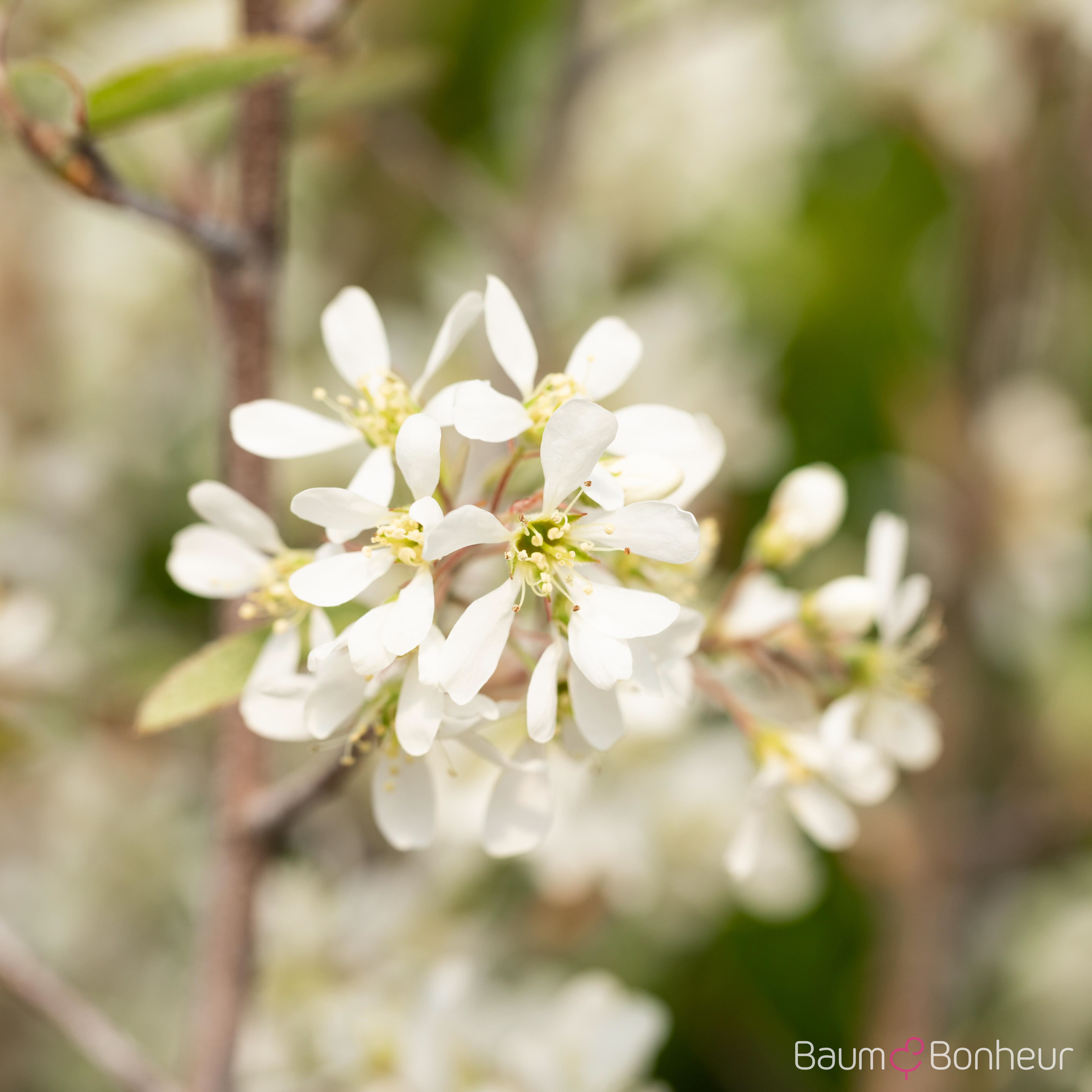Amelanchier 'Rainbow Pillar' -R-