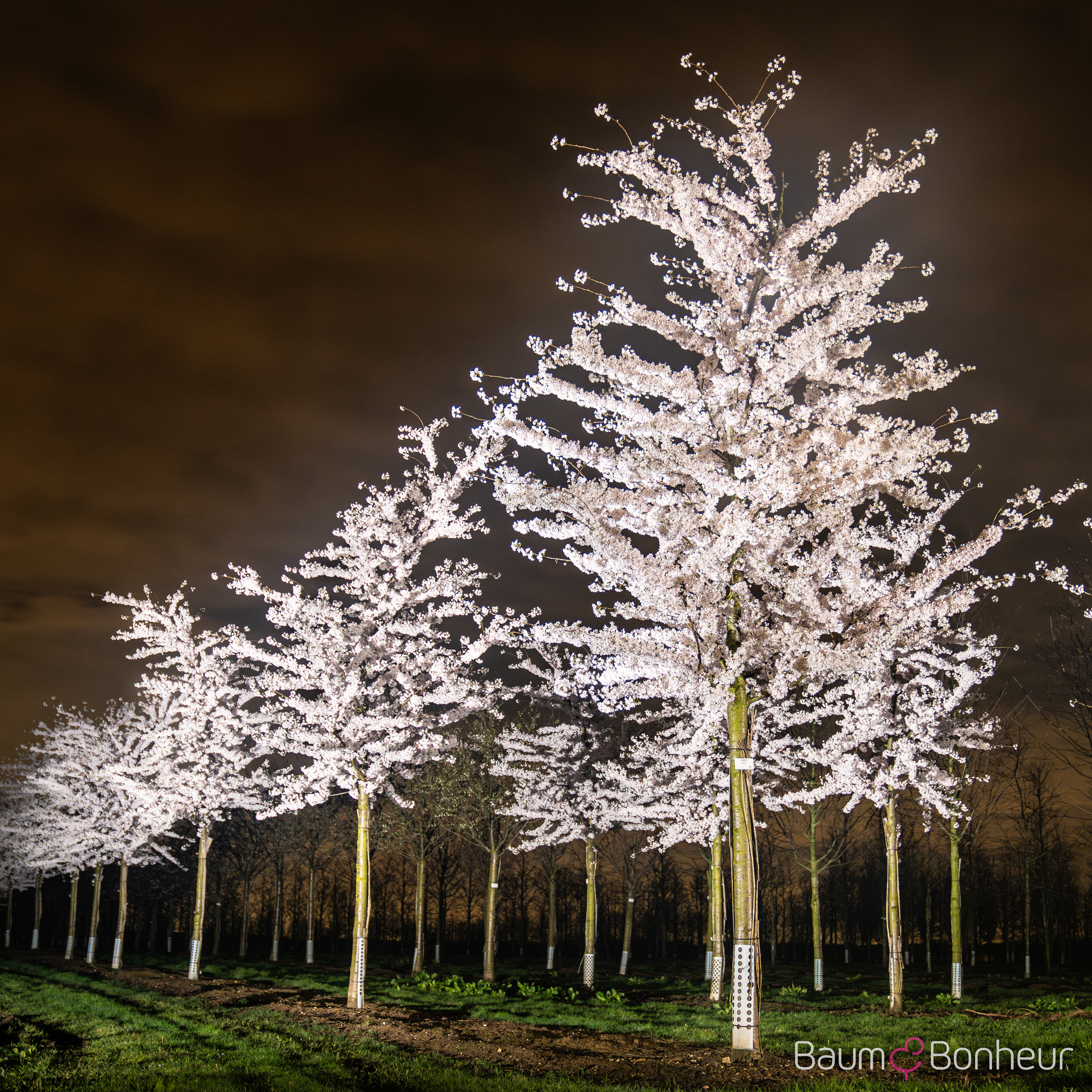 Prunus yedoensis