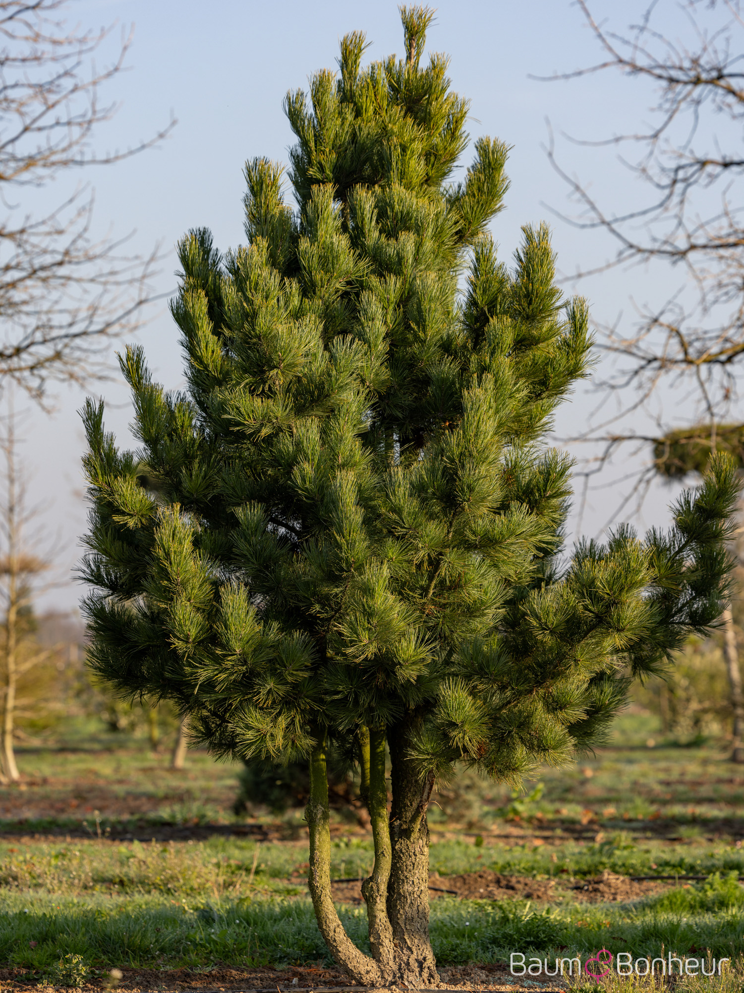 Pinus cembra
