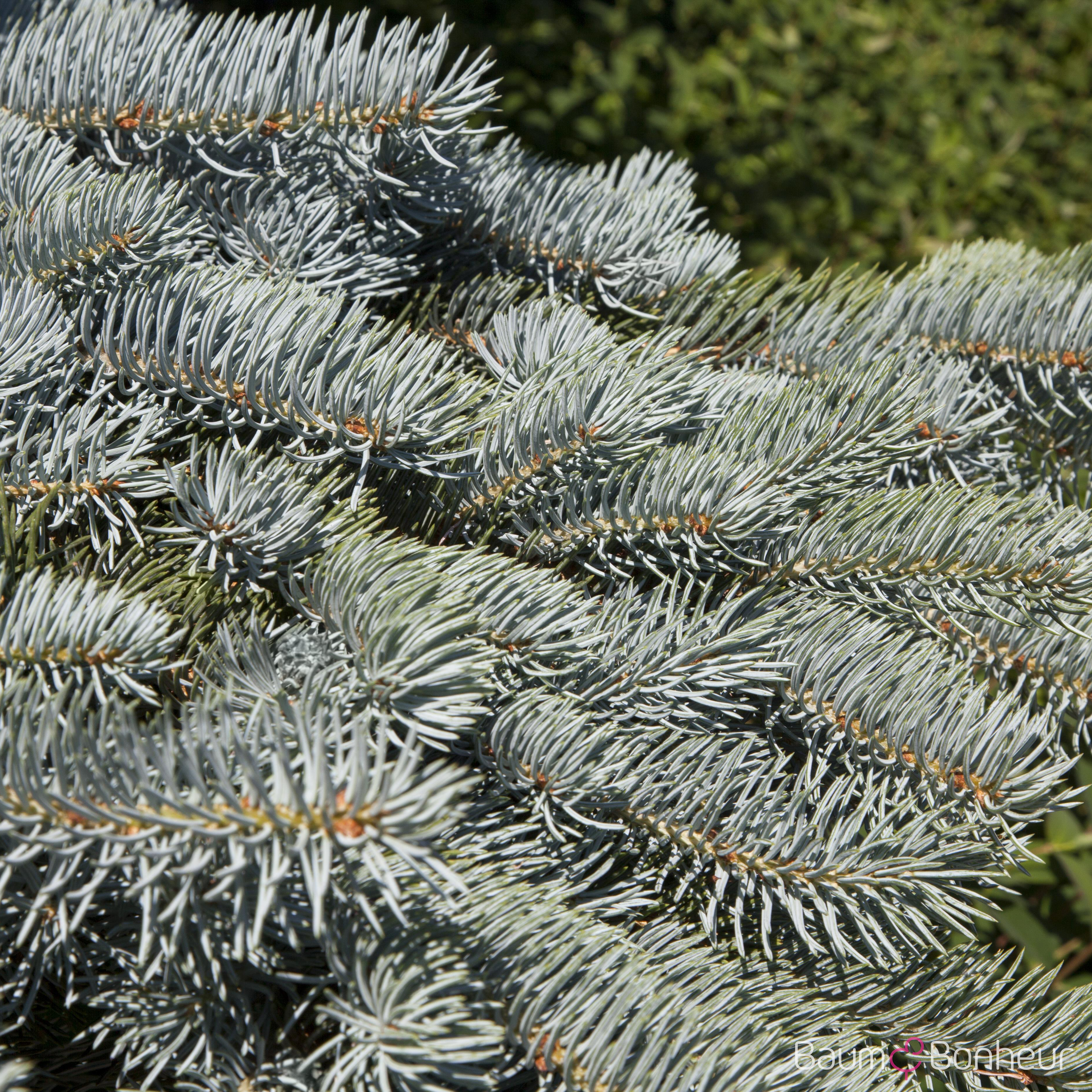 Picea pungens