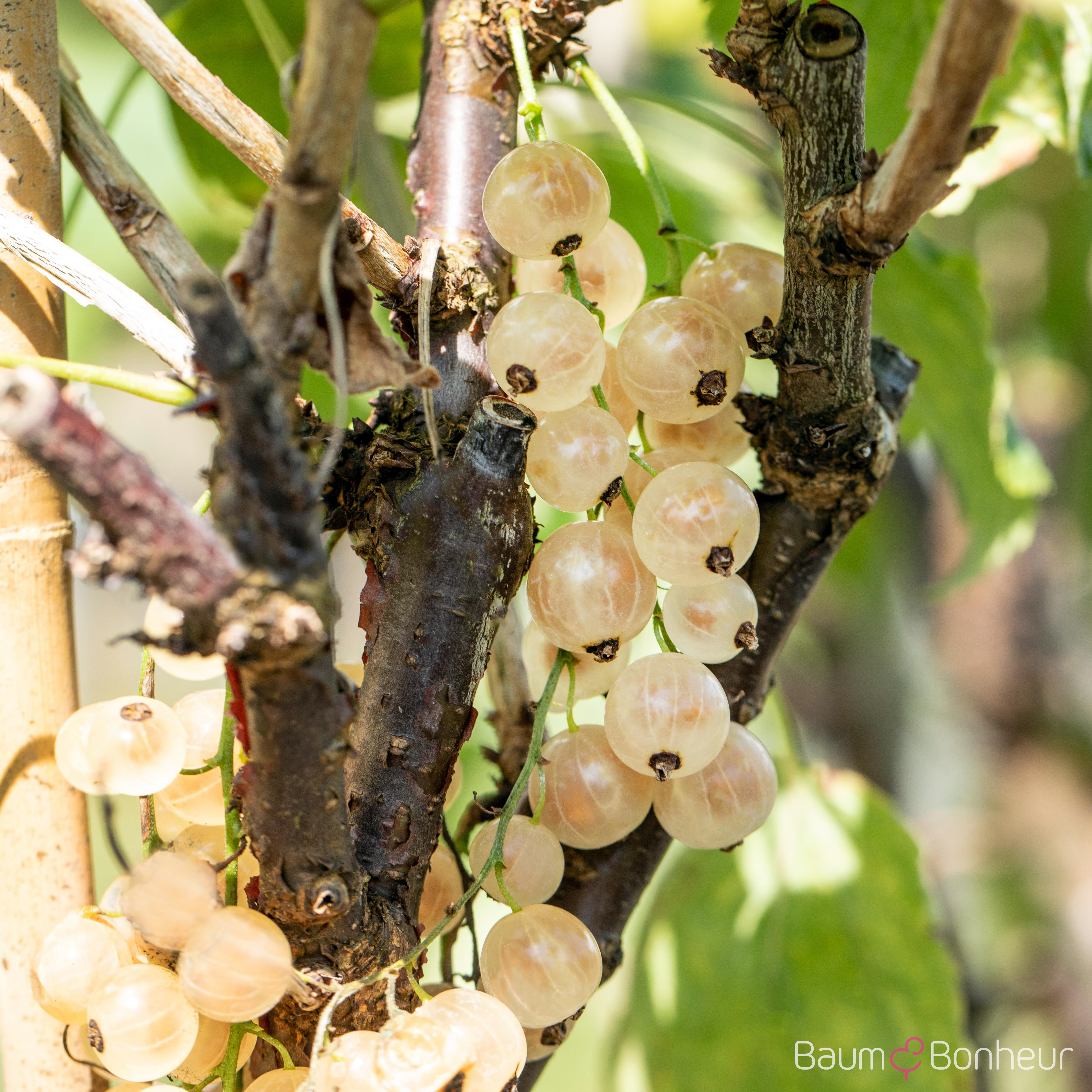 Ribes sativum 'Weiße Versailler'