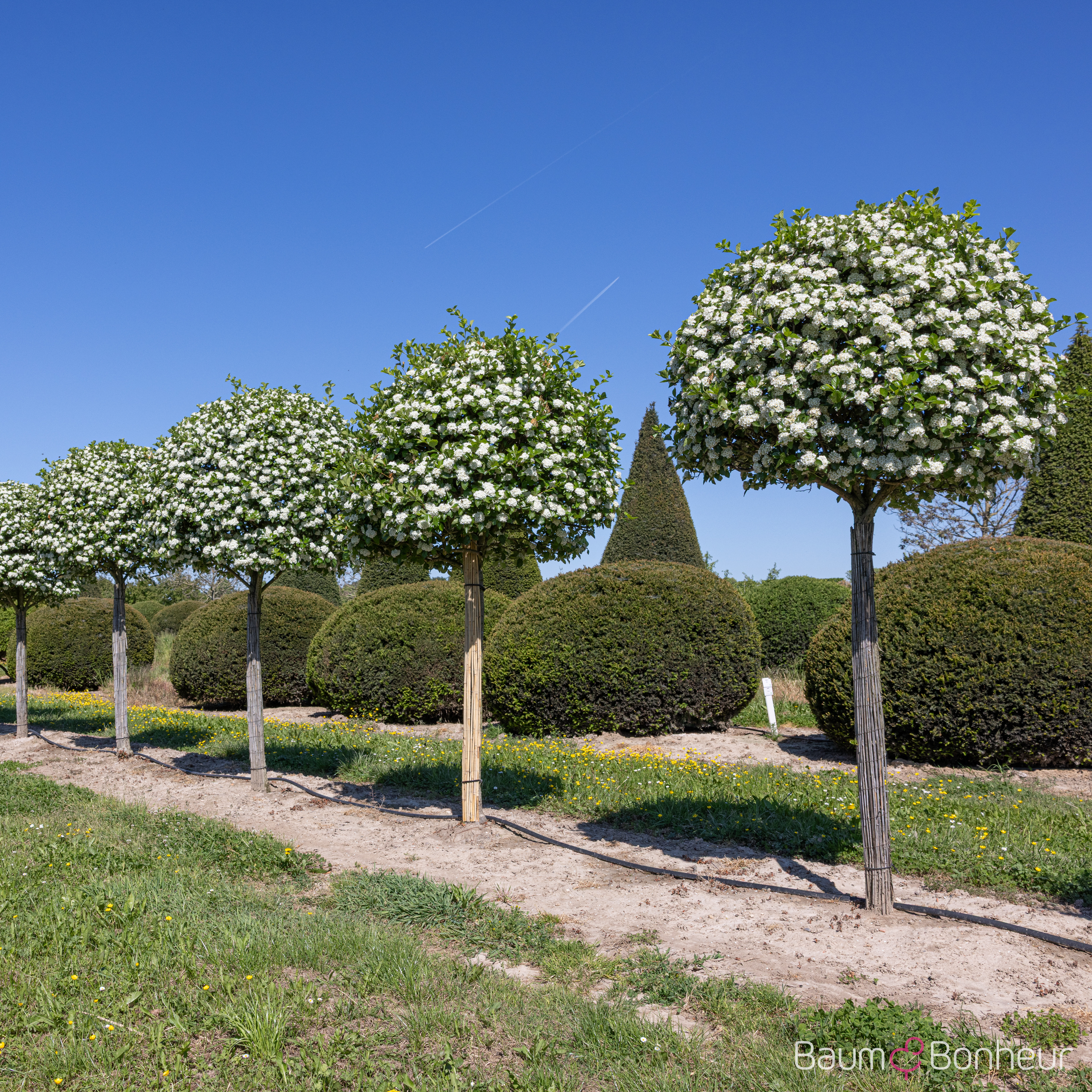 Crataegus crus-galli