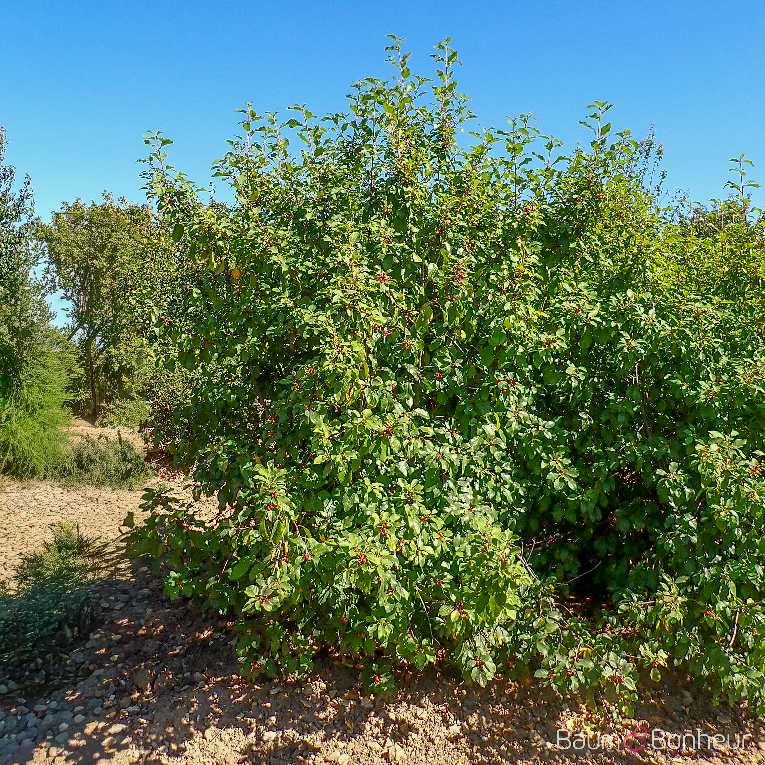 Rhamnus frangula
