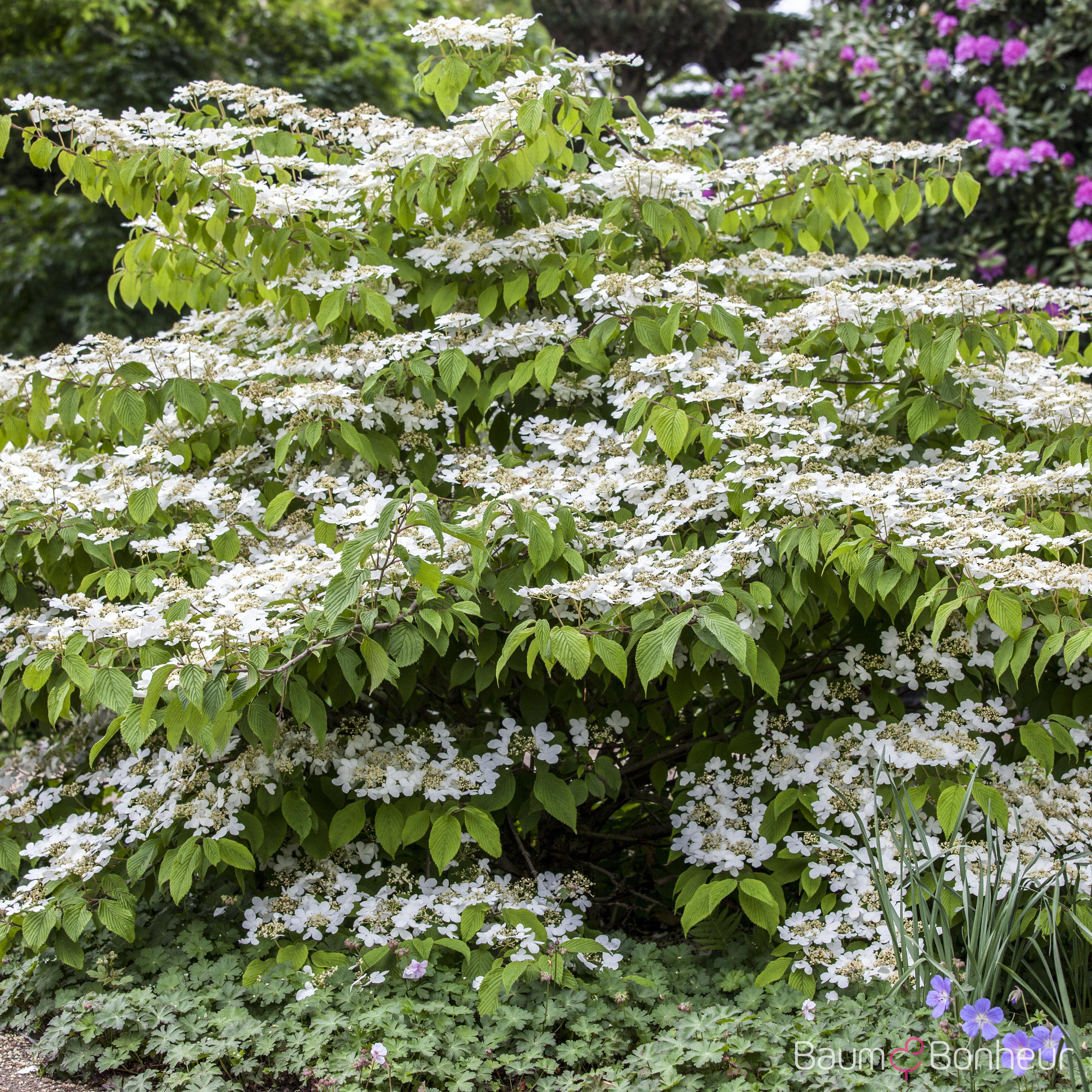 Viburnum plicatum 'Mariesii'