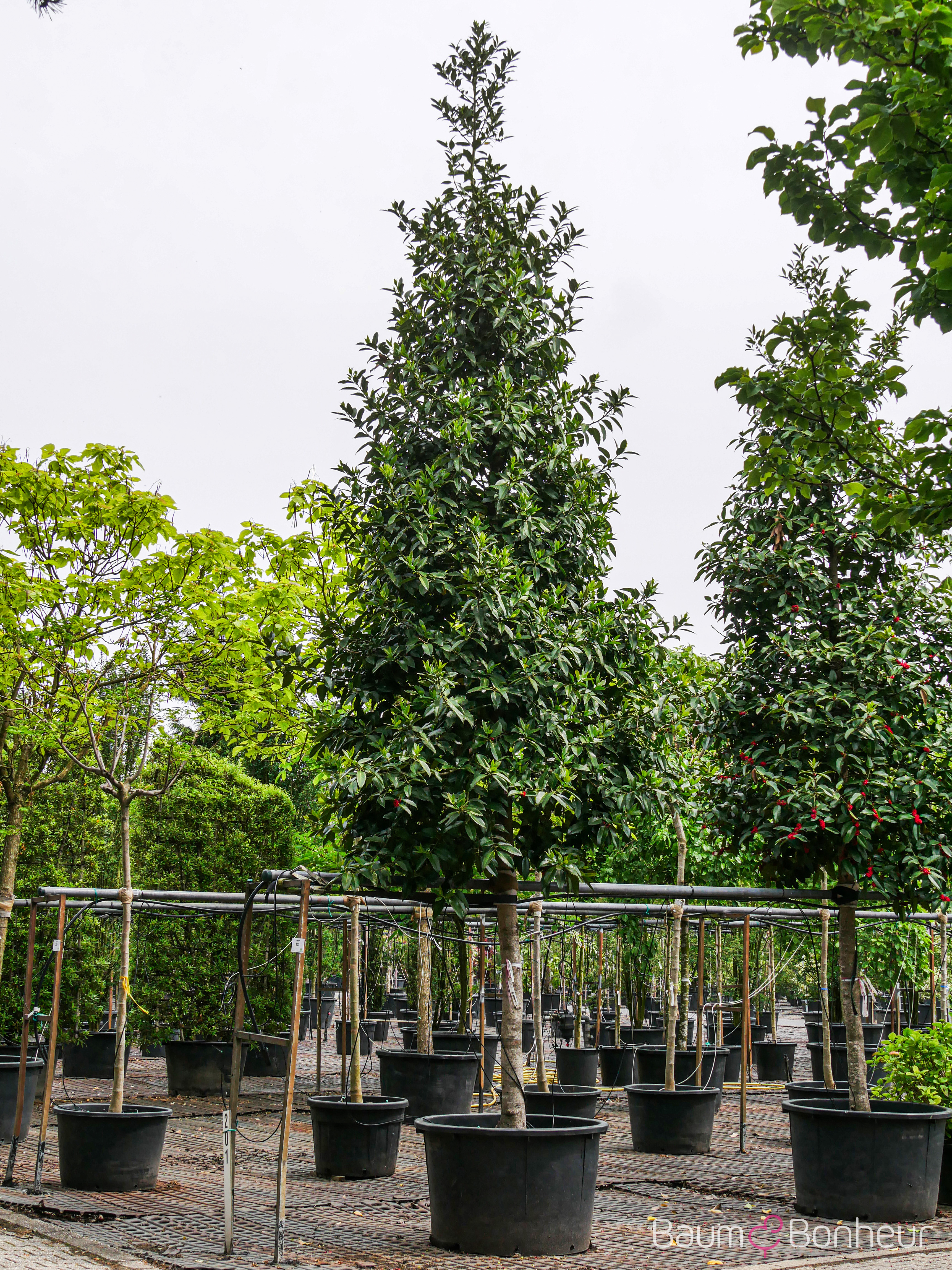 Ilex castaneifolia