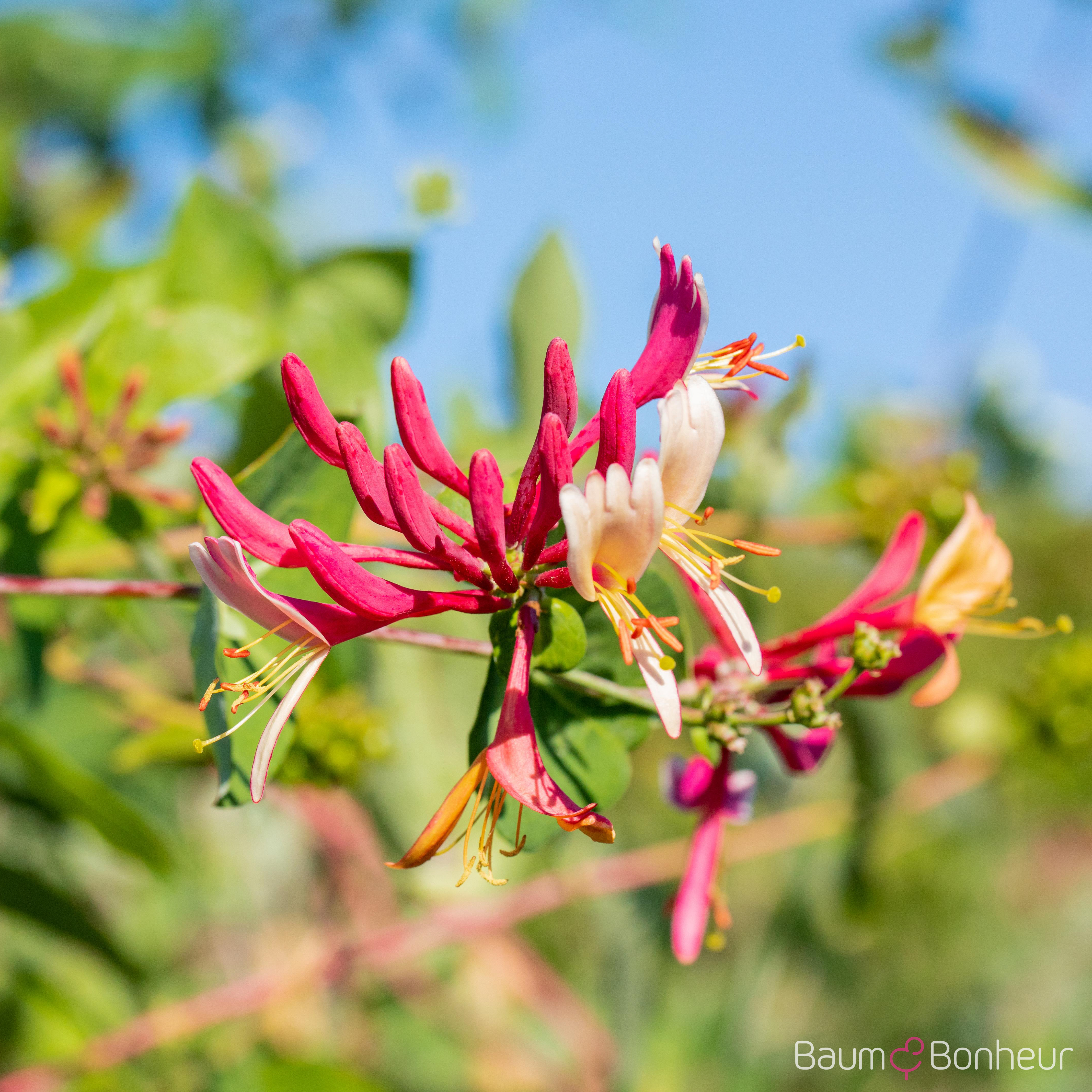 Lonicera caprifolium