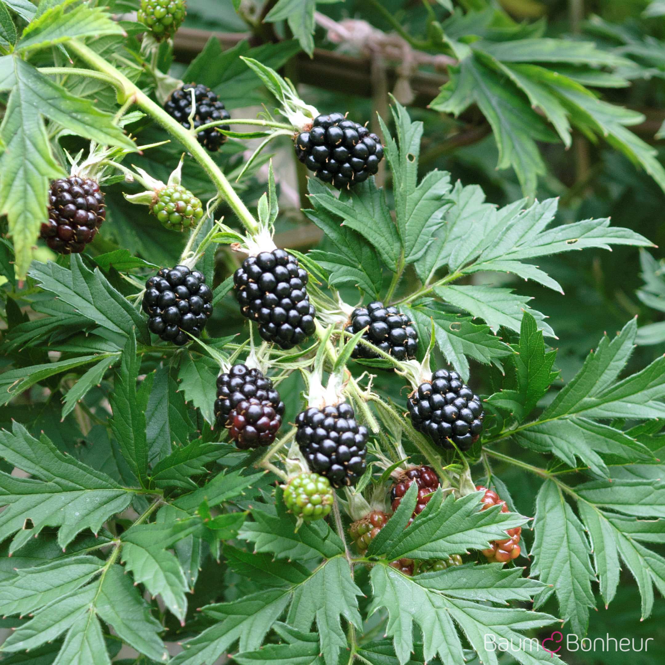 Rubus fruticosus 'Thornless Evergreen'