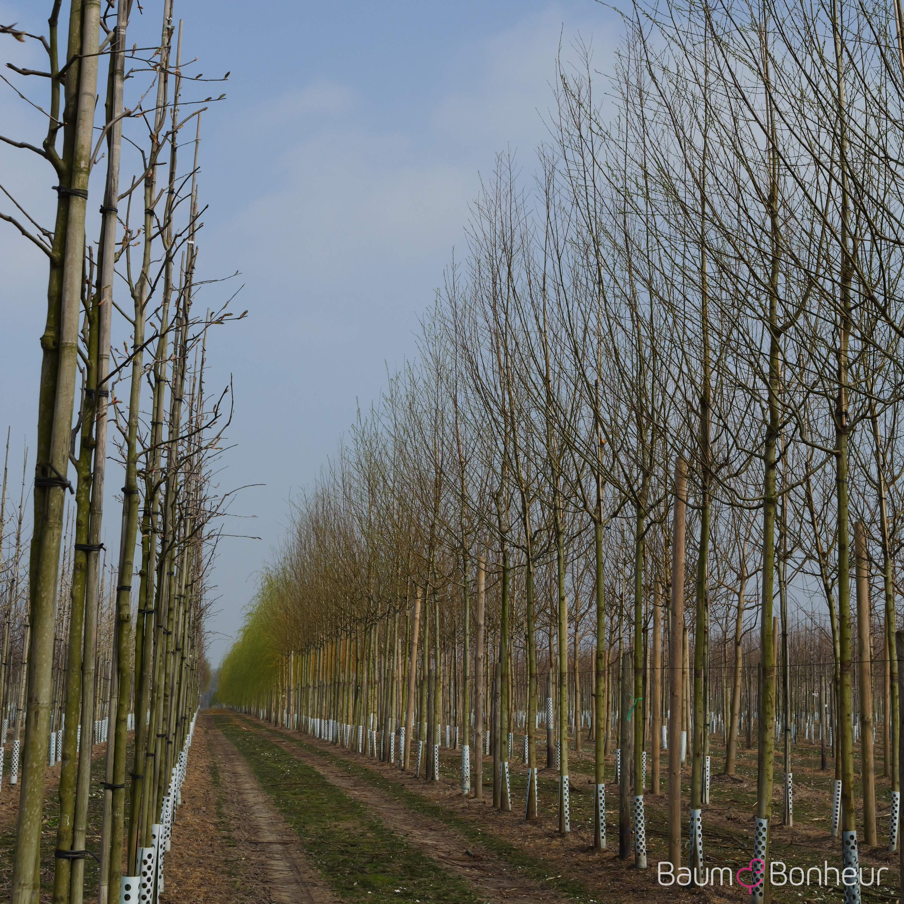 Salix alba 'Liempde'