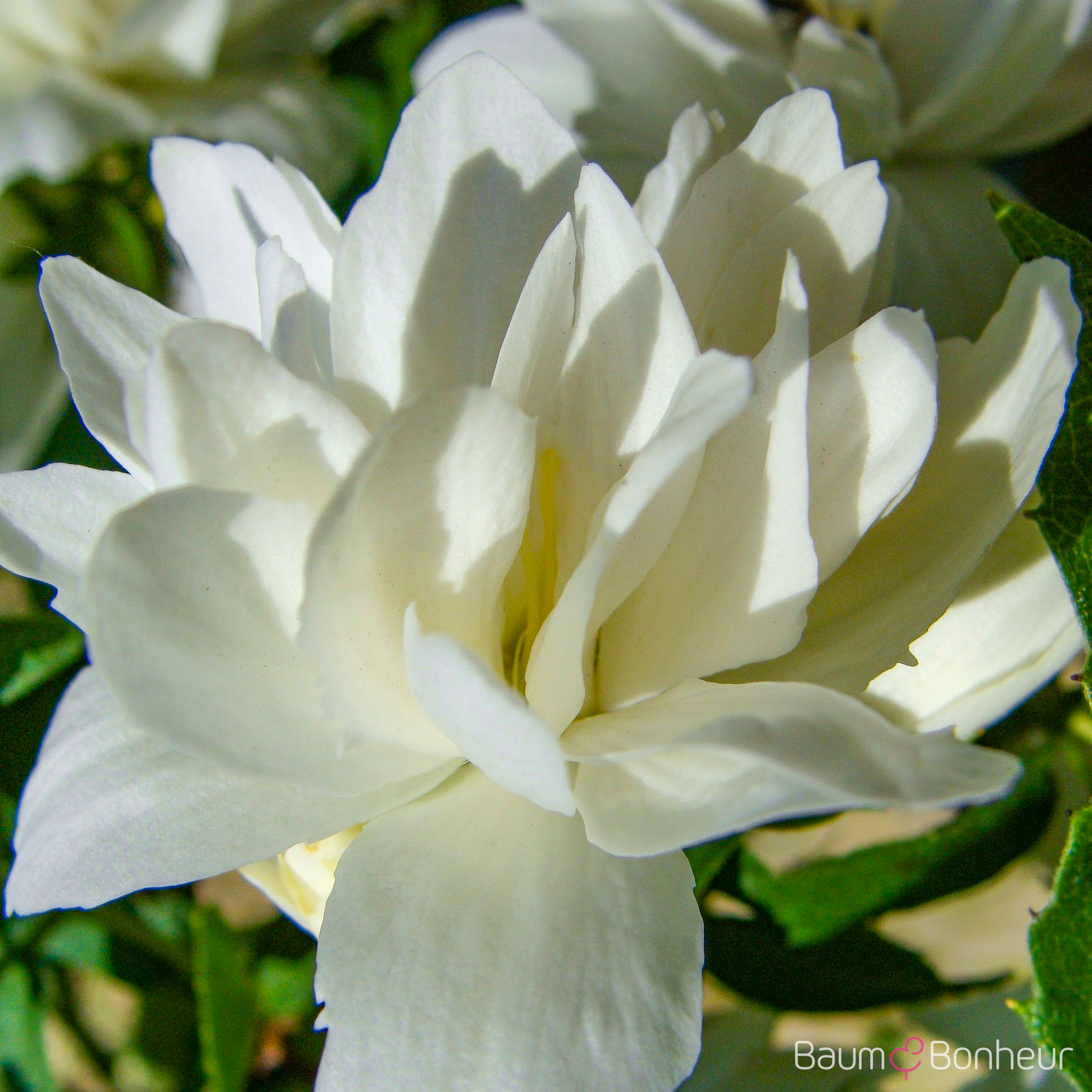 Philadelphus 'Schneesturm'