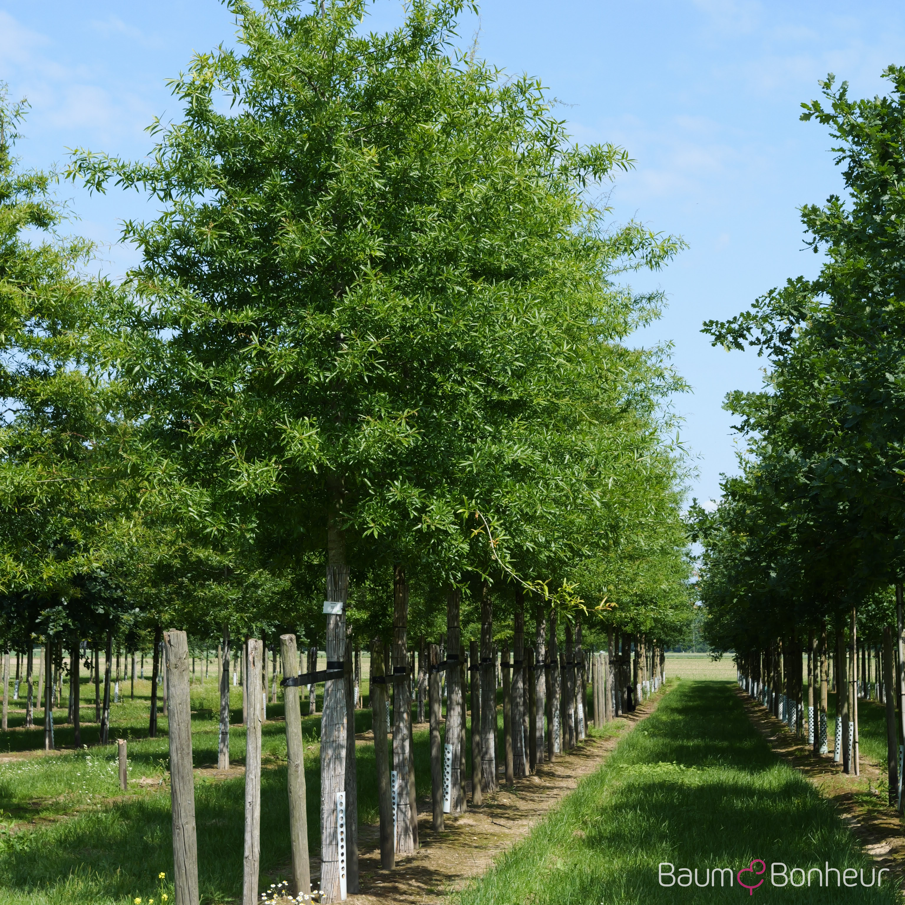 Quercus phellos